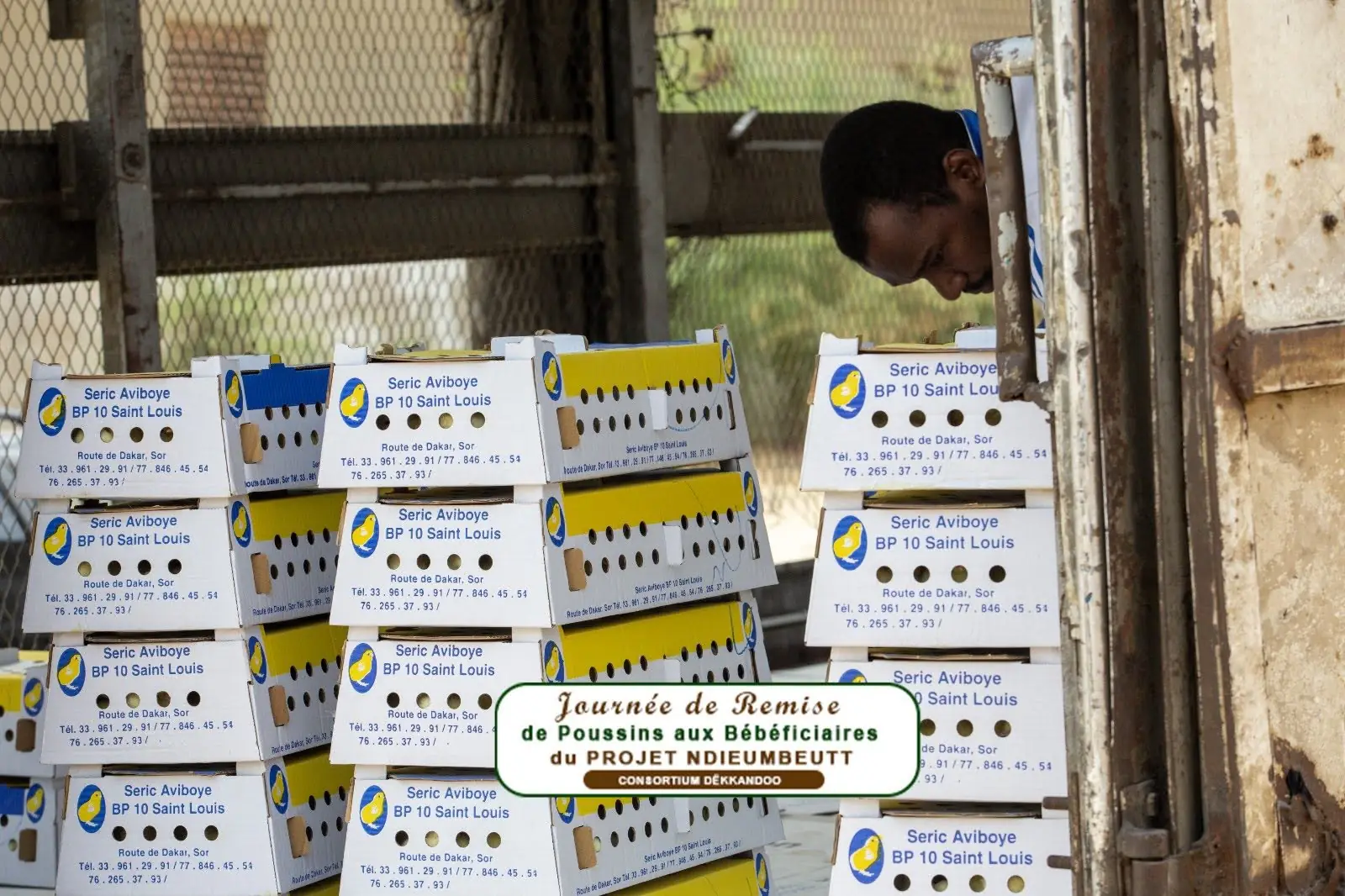 Cartons de poussins prêts pour la journée de remise aux bénéficiaires du projet Ndieumbeutt